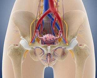 Анатомия малого таза женщины