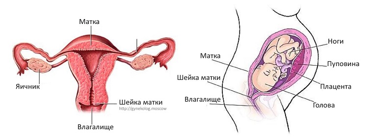 Строение женских внутренних половых органов